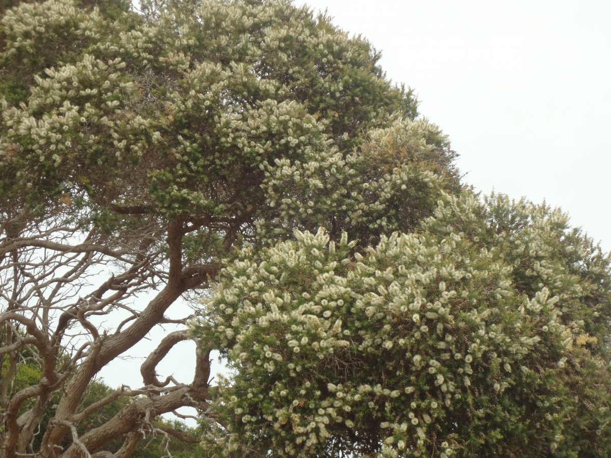 The Ti-Tree flowering